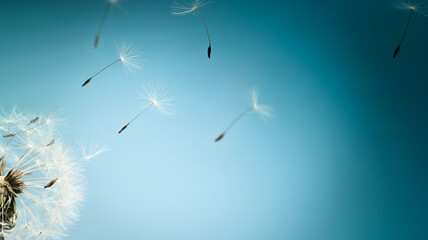White dandelion with seeds flying away on a blue nature background. Closeup