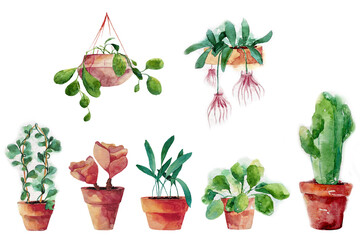 Set of watercolor houseplant: orchid, flapjack succulent, peperomia, hoya obovata, cactus, hoya kerrii. Bright hand-drawn illustration perfect for design of book, interior decor.