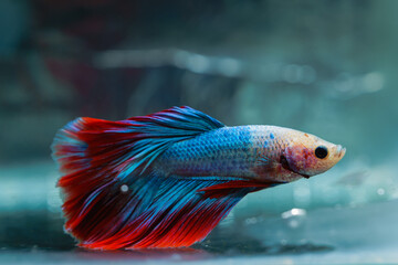 beautiful little betta fish,
betta fish on plain background