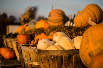 Pumpkins and gourds in a basket