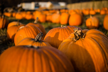 Pumpkins in a field closeup
