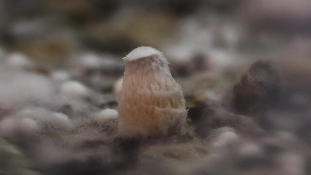 Stable timelapse of psilocybin mushroom growing in 4k.