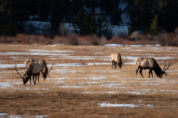 Fototapeta na wymiar Elk in Rocky Mountain National Park