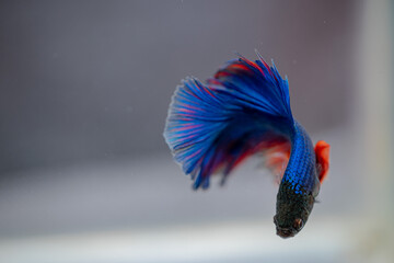 beautiful little betta fish,
betta fish on plain background