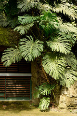 monstera deliciosa on tree in the zoo.