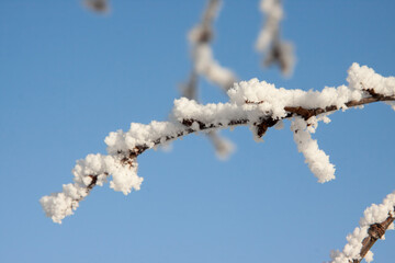 tree branches in hoarfrost due to severe frost in Yakutia