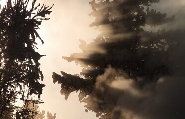 fog in the winter January forest of South Yakutia