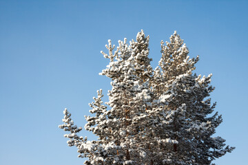 pine hid from frost under the snow in Yakutia