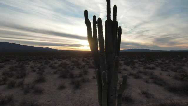 saguaro cactus at sunset