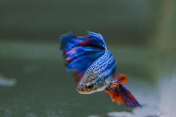 beautiful ornamental betta fish,
with blur background