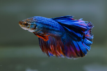 beautiful ornamental betta fish,
with blur background