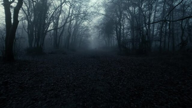 Zoom Out Through Creepy Foggy Dark Forest.