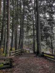 Fototapeta premium Arvores em dia chuvoso.