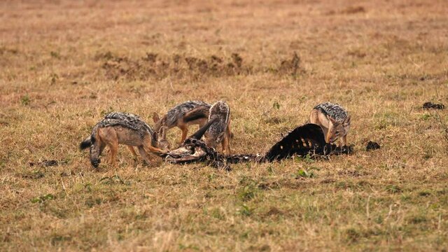 A pack of African jackals eat at a the carcass of a dead animal on the savannah in Kenya.  It's bones form a grim picture of the wild and savage animal kingdom.