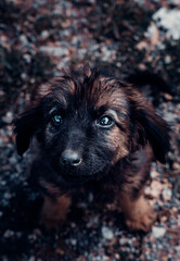 Cute Black and Brown Puppy