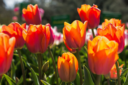 Orange tulips close-up in the garden. Beautiful spring flower background. Soft focus and bright lighting. Blurred background with space for text.Flowerbed in the bright sunlight.Macro, Selective focus