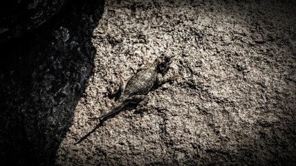 Comodo Dragon Lizard in Camouflage 