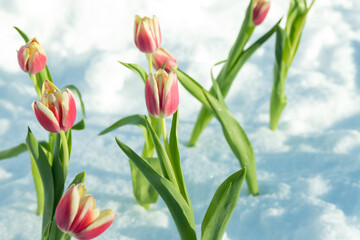 Pink tulips grow out of snow in a snowdrift. It's a very unusual picture.