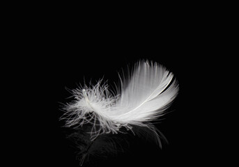 Single White Fluffly Feather on Black Background. Swan Feather