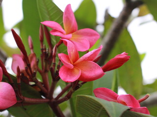 Fototapeta premium frangipani flower photo
