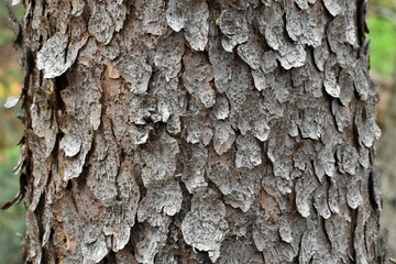 Closeup of flaky pine tree bark.
