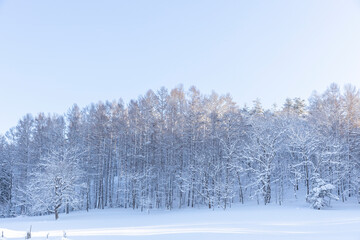 Fototapeta premium 冬の朝のカラマツ林