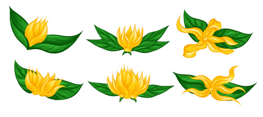 Vector set of divider frames with flat hand drawn tropical flowers ylang ylang with foliage. Natural floral delimited borders in cartoon style with place for text. Templates for card and banner