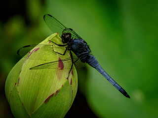 dragonfly on leaf