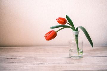 赤いチューリップ