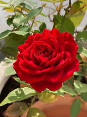 真紅の薔薇