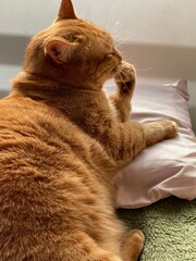 窓辺でくつろぐ猫