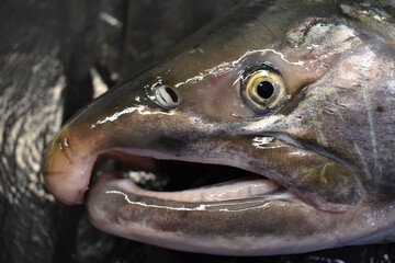 Close up of face of a Coho Salmon. Eye and hooked mouth visible.  