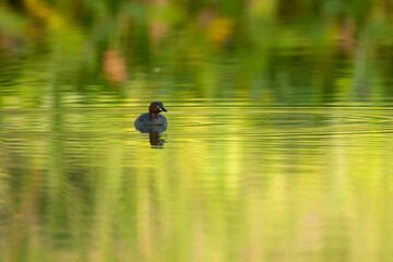 Little Grebe on water