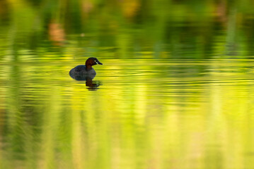 Little Grebe on water.