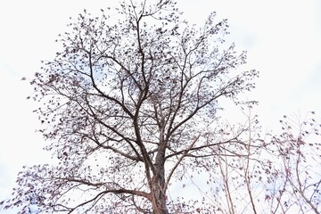 Japanese alder Male flowers and ripe fruits. Betulaceae deciduous tree, grows in wetlands and riversides. 