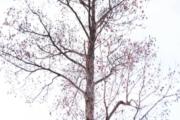 Japanese alder Male flowers and ripe fruits. Betulaceae deciduous tree, grows in wetlands and riversides. 