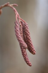 Japanese alder Male flowers and ripe fruits. Betulaceae deciduous tree, grows in wetlands and riversides. 