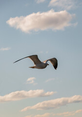 Beautiful white seagull, spreading its wings, flies over cloudy blue sky.