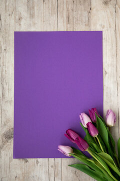 Pink and purple  tulips on a purple background