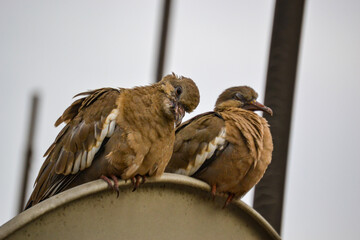 A pair of Cuculi pigeons together posing in tranquility. Sensation of peace and tranquility.