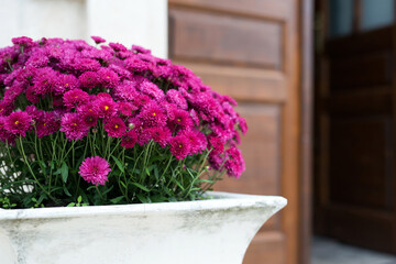 Purple Chrysanthemum in a pot - decoration in front of the entrance to the house - selective focus