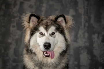 Alaskan Malamute indoor portrait. Happy furry purebred dog with a tongue out. Fluffy ears, brown eyes, friendly smile. Selective focus on the details, blurred background.