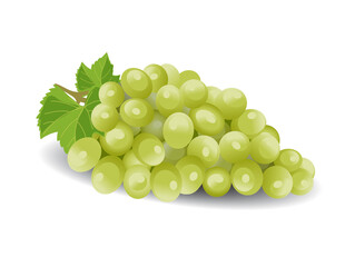 green grapes isolated on white. Vector illustration