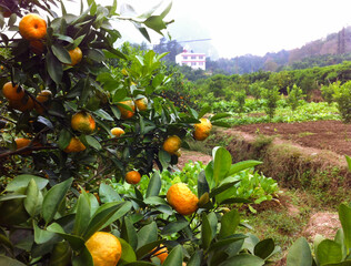orange tree with oranges in a village