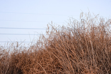 Dried sesbania or dhaincha plant piled under the foggy sky in the village