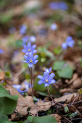 Blooming plants outdoors in early spring season.