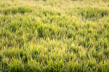 Young growing rice plant on an agricultural farm close up top view in the winter morning