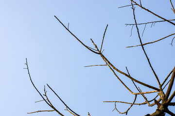 Leafless dried tree branches under the clean blue sky