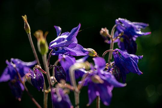 Aquilegia alpina purple in the spring in the garden.