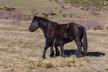 Horses. Mare nursing her foal. Cubillas de Arbás, León, Spain.